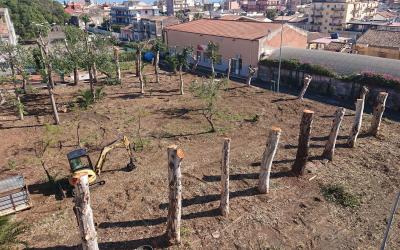 Potatura Abbattimento Alberi Alto Fusto Catania Eris Formazione