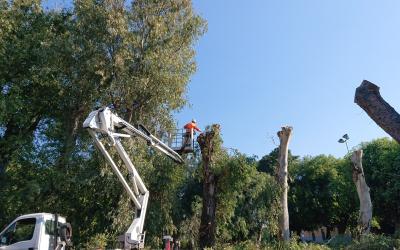 Potatura Abbattimento Albero Alto Fusto Catania