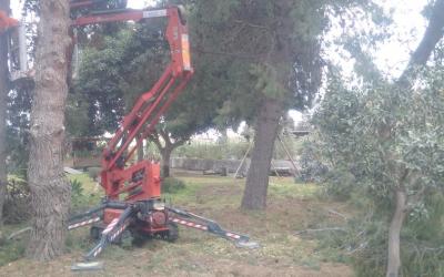 Potatura Alberi Alto Fusto Ragno Cestello Catania