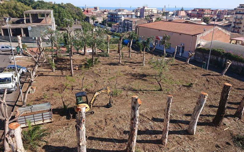 Potatura Pulitura Alberi Alto Fusto Catania Eris Formazione