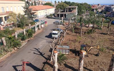 Potatura Pulitura Taglio Abbattimento Alberi Alto Fusto Catania Eris Formazione