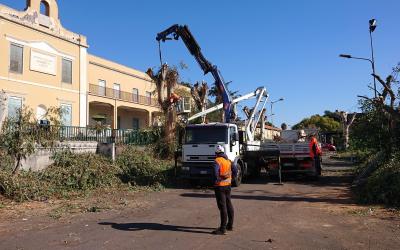 Potatura Taglio Rimozione Alberi Alto Fusto Catania