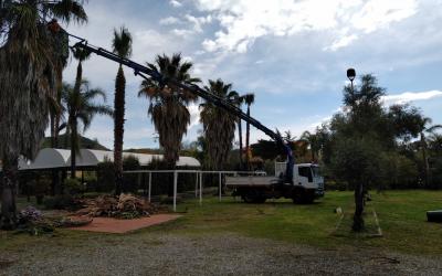 Pulizia Palme Piattaforma Aerea Cestello Catania