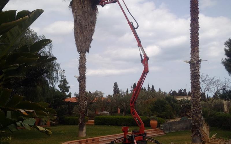 Pulizia Palme Ragno Cestello Catania