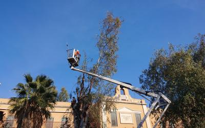 Taglio Albero Cestello Catania