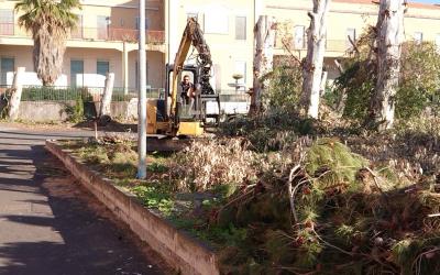 Taglio Pini Rimozione Tronchi Ramaglie Rami Catania