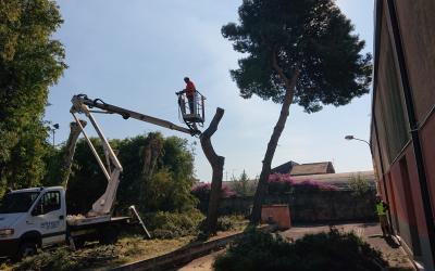 Taglio Pino Piattaforma Aerea Cestello Catania