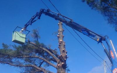 Potatura e Abbattimenti di Alberi